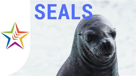 seal sound name  Sea Lion